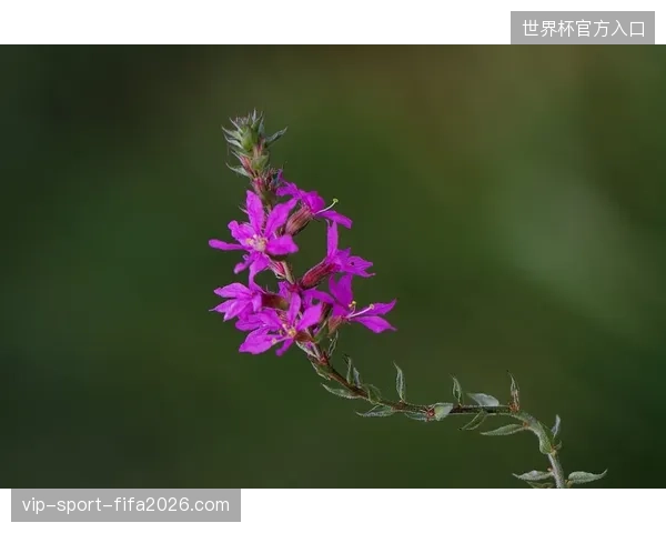 多哈奥林匹克中心通过光感动态追踪系统，精准化解了高密度人流下的伪造门票冲击